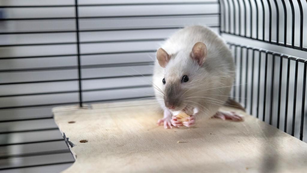 Rechte: KiKA/Erik Drews Die Ratte Amadeus.