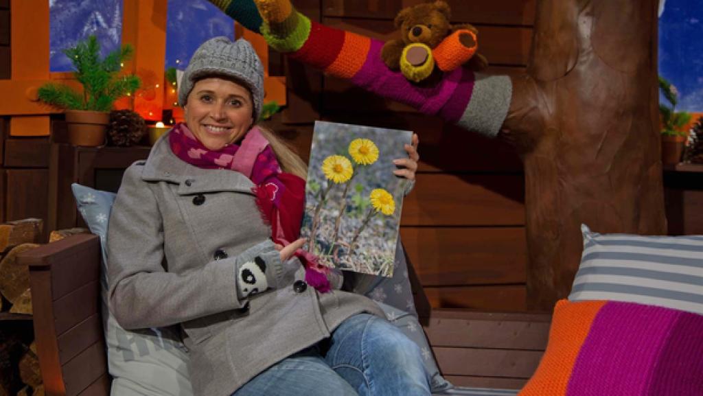 Singa hat bei einem ihrer Spaziergänge einen ersten Frühlingsboten entdeckt: den Huflattich.