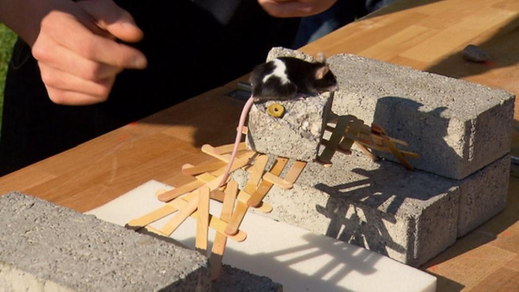 Die Eis-am-Stiel-Brücke?! | Bild: BR