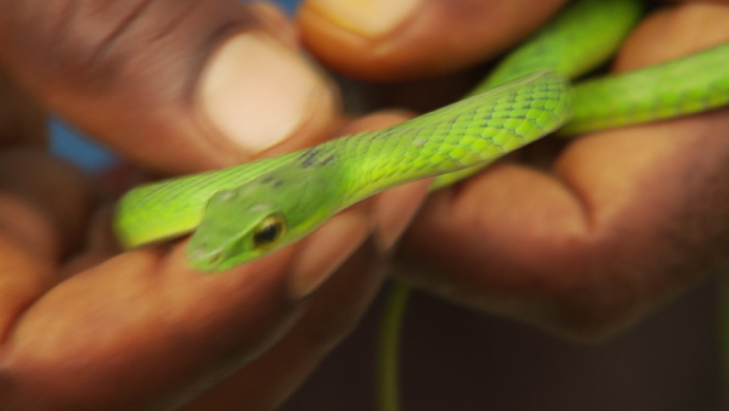 Wilde Tiere | Rechte: SWR Mein Bruder und ich: Wilde Tiere