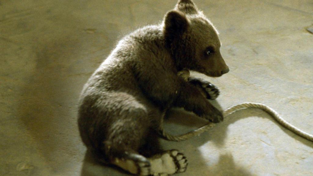 Das illegal eingeführte Braunbärbaby | Rechte: NDR/Letterbox Ein Braunbärbaby sitzt auf Betonboden.