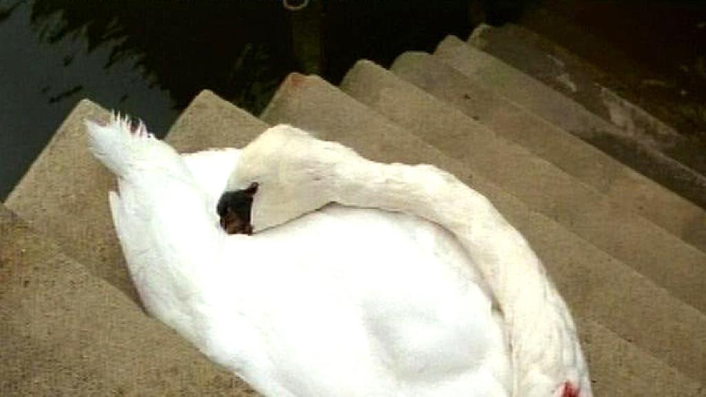 Schwanenmord (S06/E04) | Rechte: NDR Folge 69: Schwanenmord: Ein schwer verletzter Schwan in der Speicherstadt