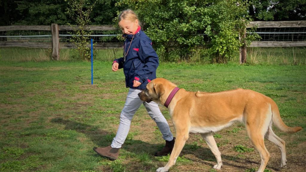 Ein Mädchen läuft mit einem großen Hund über eine Hundewiese.