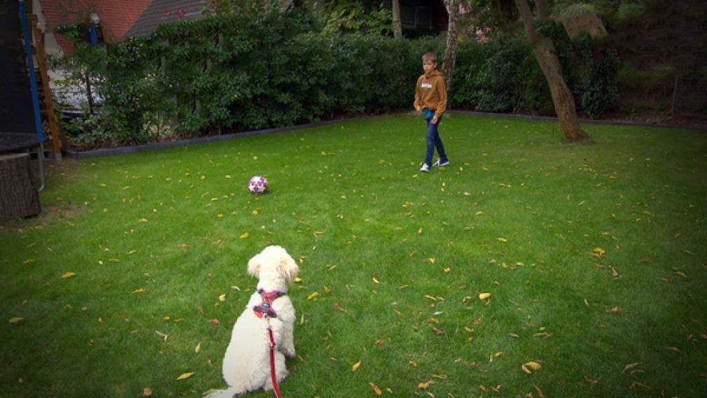 Junge mit Hund spielt Fussball