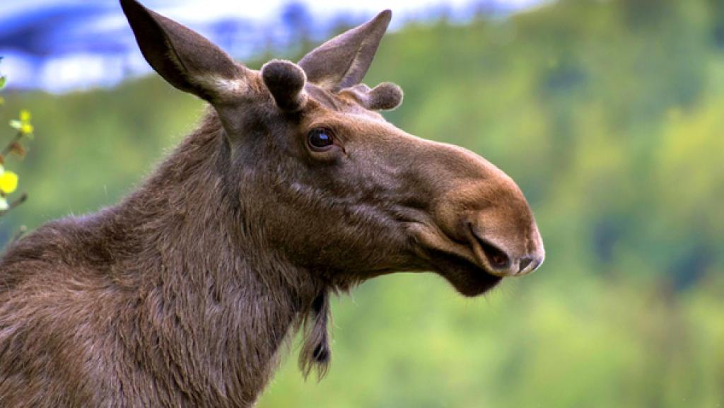Ein Elch steht auf der Wiese