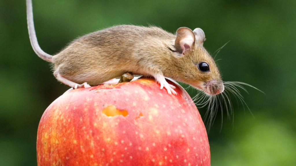 Eine Maus sitzt auf einem Apfel