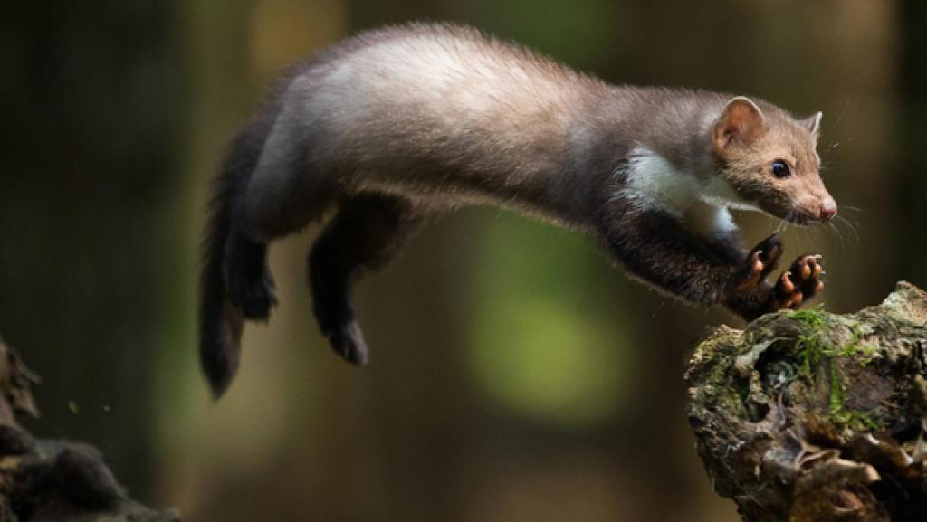 Ein Steinmarder springt auf einen Ast
