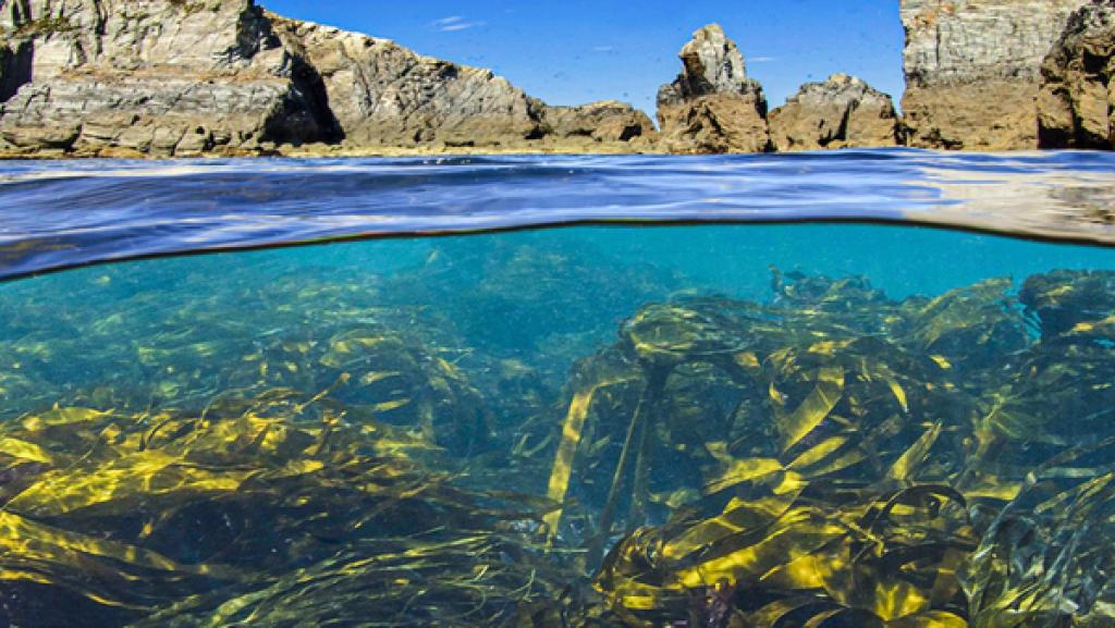 Blick auf einen stehendes Gewässer. Zu sehen ist die Oberfläche des Wassers und auch, die vielen Algen, die sich darunter verbergen. Im Hintergrund grenzen Steinhügeln ans Waser. 