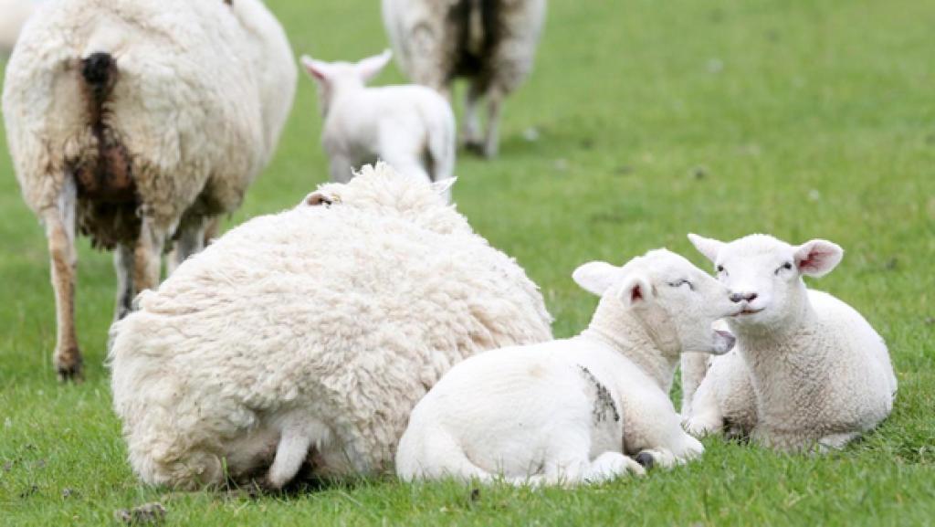 Schafe auf einer Wiese