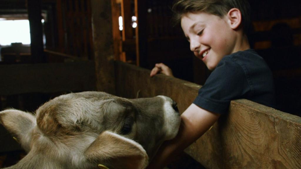Philipp streichelt eine kleine Kuh (Quelle: rbb)