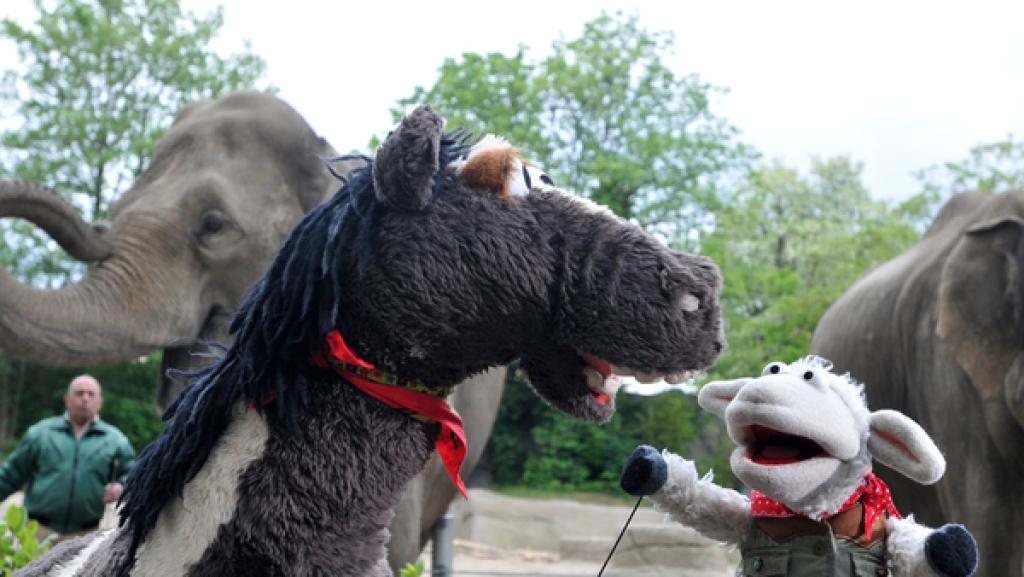 Wolle und Pferd im Tierpark