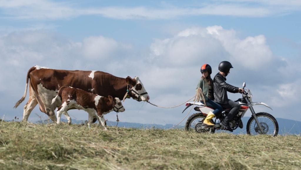 Paulina und Pawel von "Tiere bis unters Dach" auf einem Motorrad und mit der Kuh Felicia und ihrem Kalb Prinzi