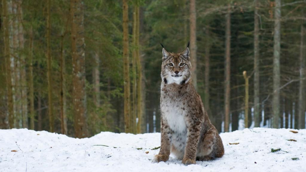Luchs im Schnee