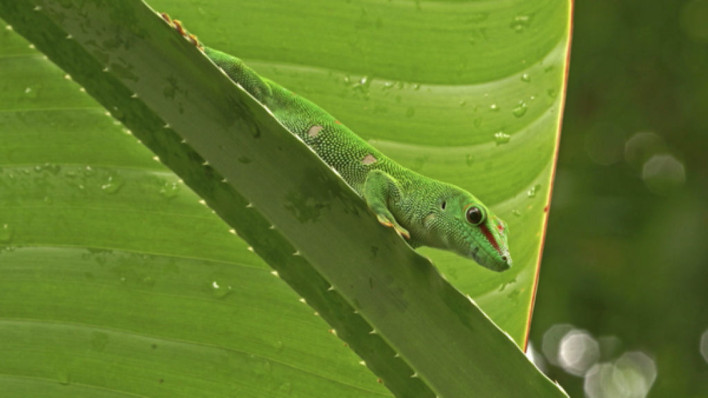 grüne Echse vor grünem Blatt