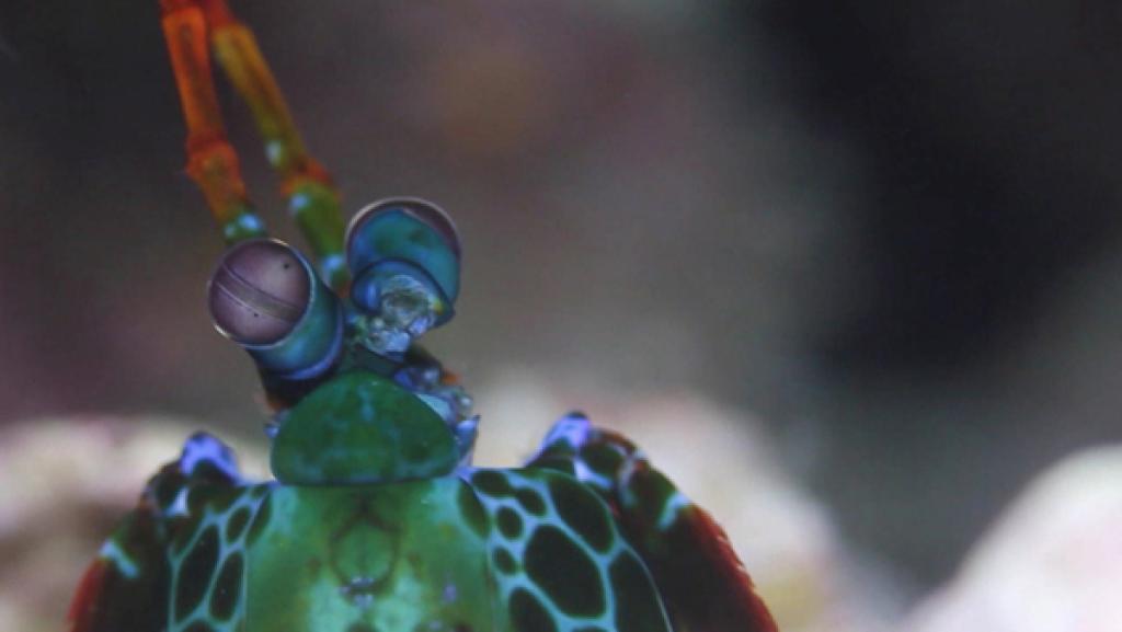 Augen eines Fangschreckenkrebses