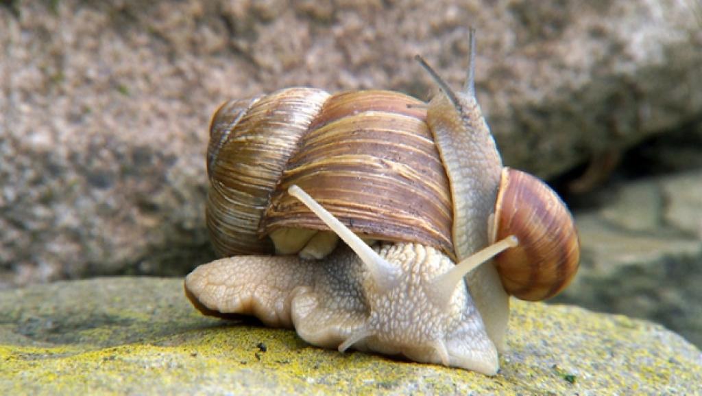 W wie Weinbergschnecke | Weinbergschnecken sind die größten Gehäuseschnecken in Deutschland. | Bild: BR/Text und Bild Medienproduktion GmbH & Co. KG/Christiane Streckfuß