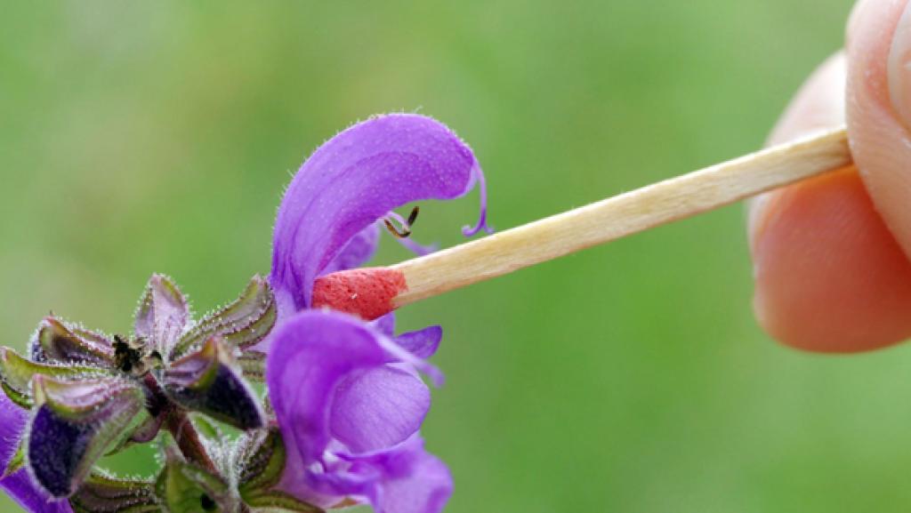 W wie Wiesensalbei |  Mit einem Streichholz wird beim Wiesensalbei der Schlagbaummechanismus ausgelöst.
| Bild: BR | Text und Bild Medienproduktion GmbH & Co. KG