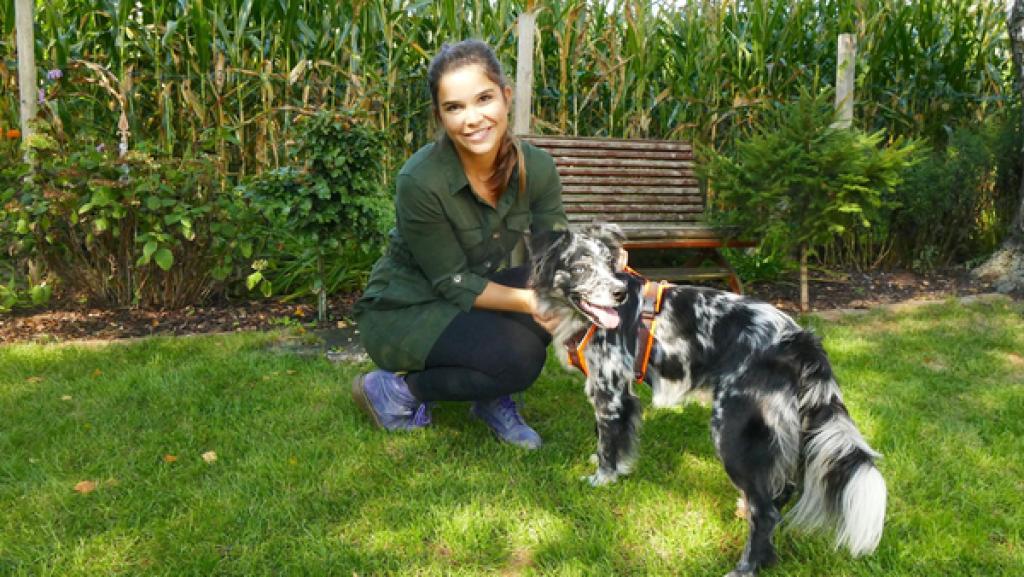 Aussies gibt es in verschiedenen Größen und Farben. Lia ist eine Mini Australian Shepherd Hündin. 