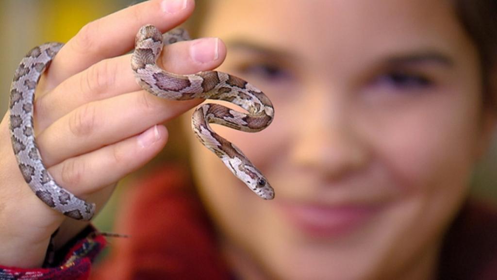 Schlange | Kornnattern gibt es vielen verschiedenen Farben, sie sind tolle Beobachtungstiere und man kann sie auch mal anfassen. | Bild: BR | Text und Bild Medienproduktion GmbH & Co. KG