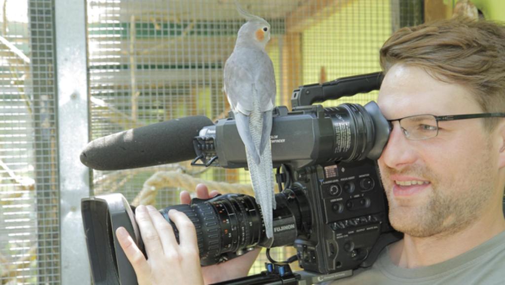 Sittiche | Nymphensittiche landen an allen Plätzen, die sie interessieren. Ob Kameramann Julius dann noch arbeiten kann? | Bild: BR | Text und Bild Medienproduktion GmbH & Co. KG