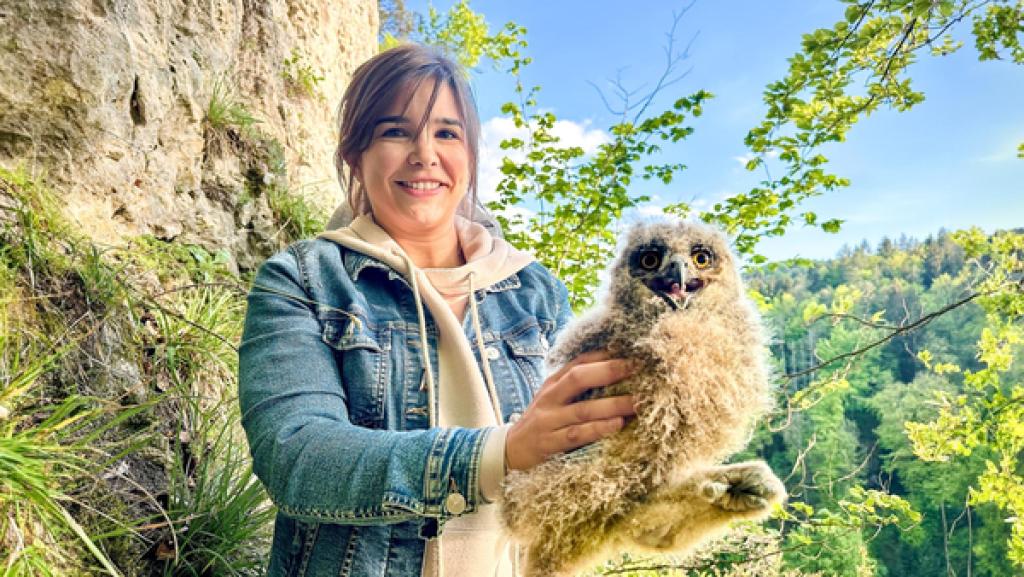 Juhu, Nachwuchs beim Uhu! | Einem jungen Uhu so nahe zu kommen, ist etwas ganz Besonderes. Dieses Uhuküken ist ungefähr 4 Wochen alt und damit genau im richtigen Alter um beringt zu werden. 