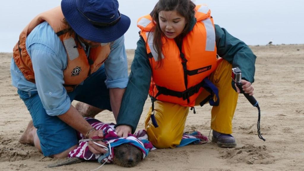 Wie robben Seebären? | Eine Robbe hat sich in Plastikmüll verfangen. Eine tödliche Falle. Anna und Naude befreien sie.