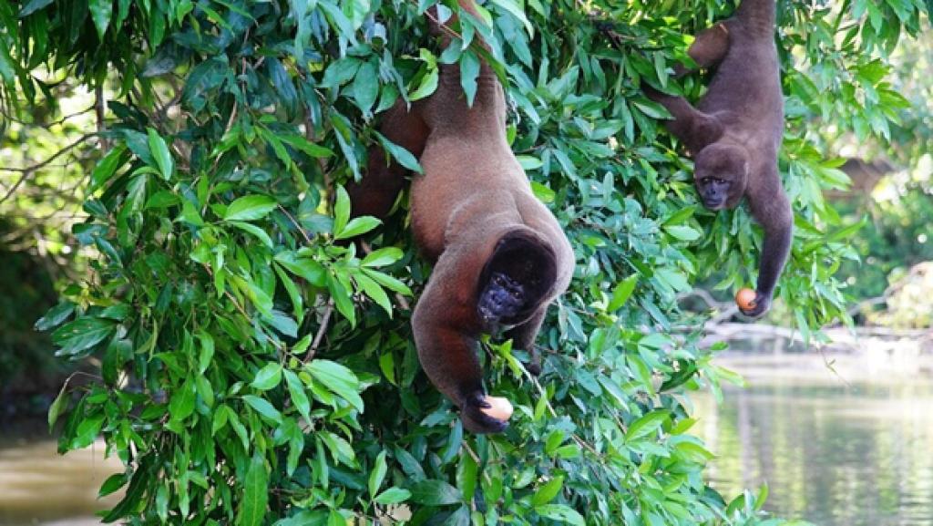 Die Affen mit den breiten Nasen | Wollaffen fressen nicht nur Obst und Blätter. Sie plündern auch gerne Vogelnester, denn Eier sind nahrhaft und sorgen für ein glänzendes Fell.