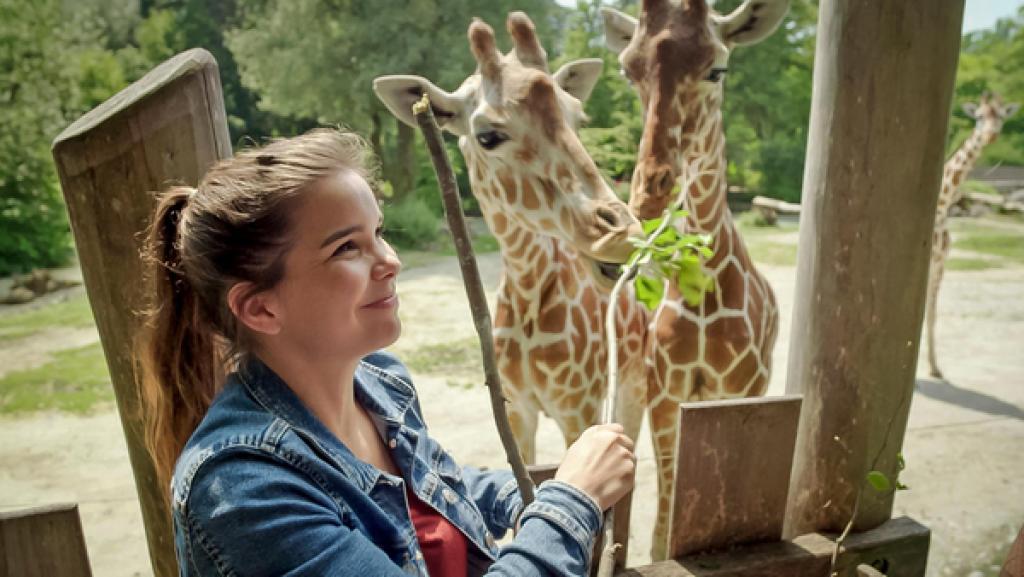 Tierfreundschaften | Anna füttert die beiden Giraffenfreundinnen Taziyah und Makena. Bei den Giraffen gibt es tatsächlich echte Freundschaften unter Weibchen.