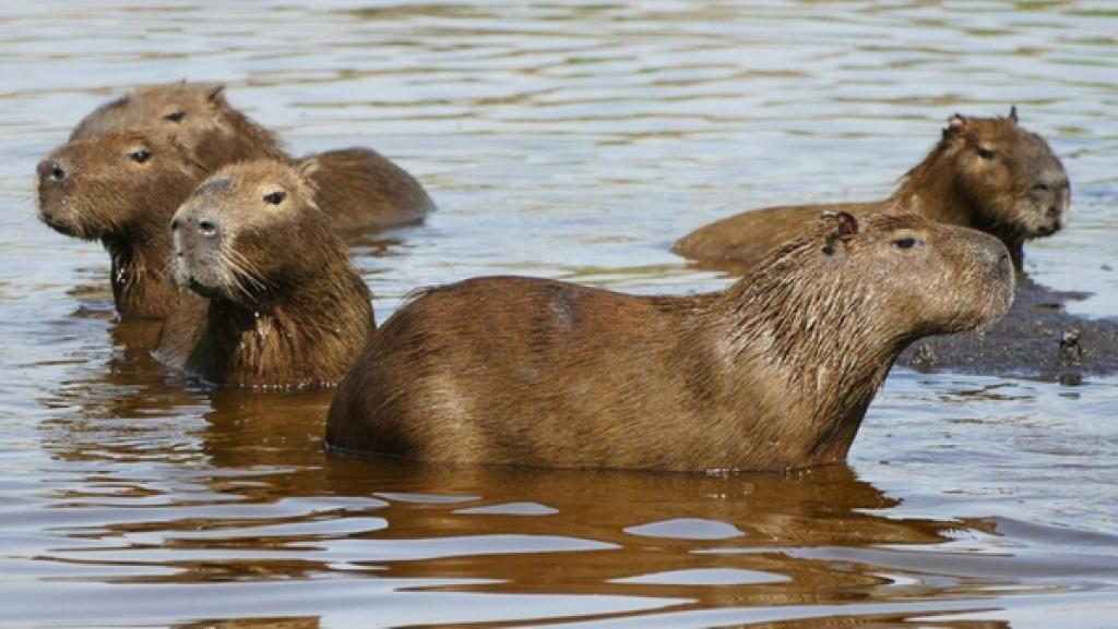 Warum bellt das Wasserschwein? | Das halbe Leben verbringen die Nager im Wasser. Sie können sehr gut schwimmen und bis zu fünf Minuten die Luft anhalten und untertauchen. 

