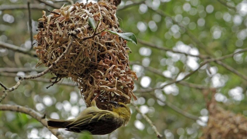 Was webt der Webervogel? | Kunstvoll flechten die Webervögel ihre Nester aus Grashalmen - sie sind die Stararchitekten unter den Vögeln. Die Eingangsröhre zeigt immer nach unten - so können Feinde nicht so leicht hineinkommen.