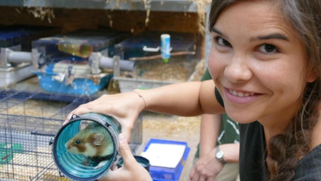 Wenn ein Feldhamster umziehen muss | Die Feldhamster in der Aufzuchtstation im Zoo Heidelberg sind an diese bunten Röhren gewöhnt. Damit kann man sie umsetzen, ohne sie anzufassen.