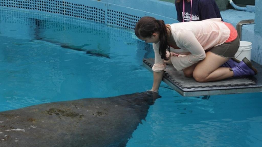 Wo grast die Seekuh? | Eine Seekuh frisst Anna aus der Hand. Die Meeressäuger ernähren sich rein pflanzlich.