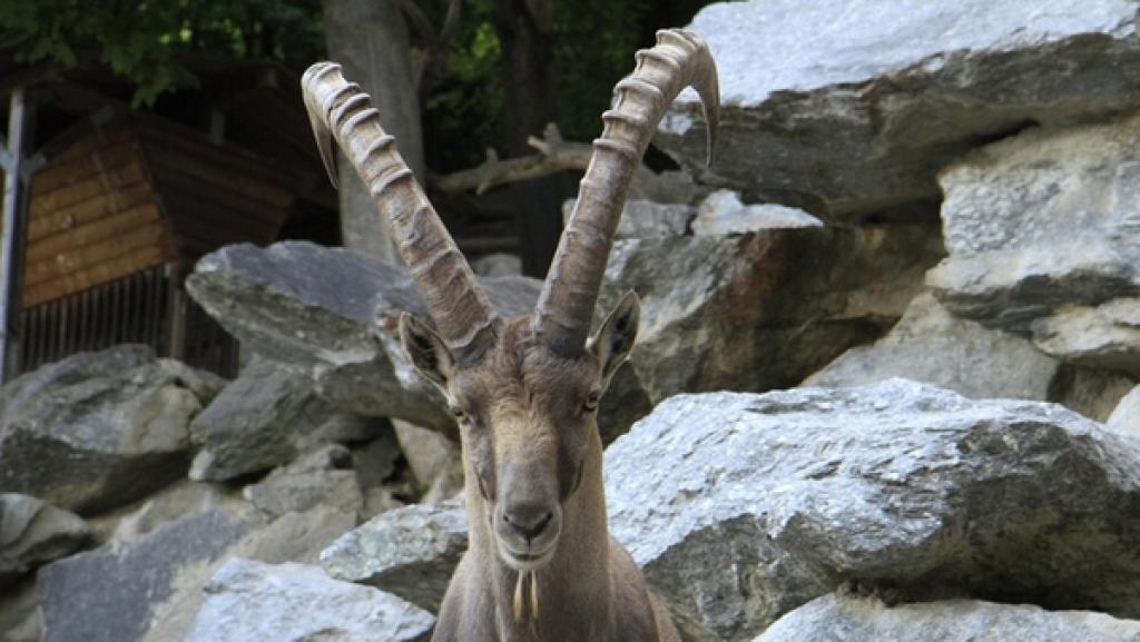 Wo klettert der Steinbock? / Vor hundert Jahren waren Steinböcke fast ausgerottet.
