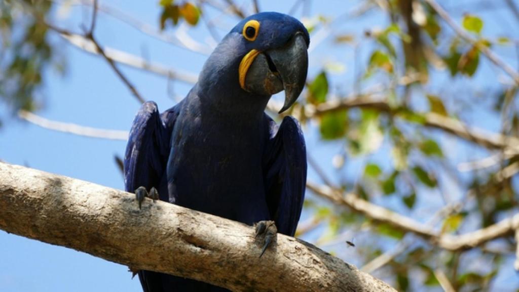 Wo turtelt der Hyazinth-Ara? / Der Hyazinth-Ara ist der größte Papagei der Erde: von Schwanzspitze bis Schnabel misst er einen Meter.