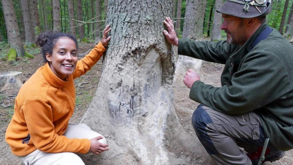 Wie malt das Wildschwein? | Pia und Hobby-Förster Uli untersuchen einen sogenannten Malbaum. Nach einem Schlammbad schubbern sich Wildschweine gerne am Stamm und hinterlassen Spuren. 