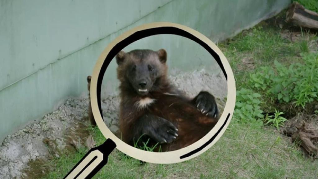 Wie viel frisst der Vielfraß? | Vielfraß unter der Lupe (Montage) | Bild: BR | Text und Bild Medienproduktion GmbH & Co. KG