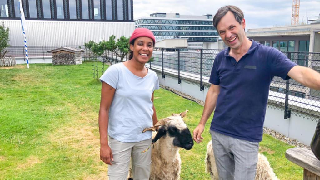 Die Schafe auf dem Gründach | Niko hält auf dem Dach eines Bürogebäudes mitten in München eine Herde "Walliser Schwarznasenschafe". (Dr. Nikolas Fricke). | Bild: BR | Text und Bild Medienproduktion GmbH & Co. KG | Marcella Müller